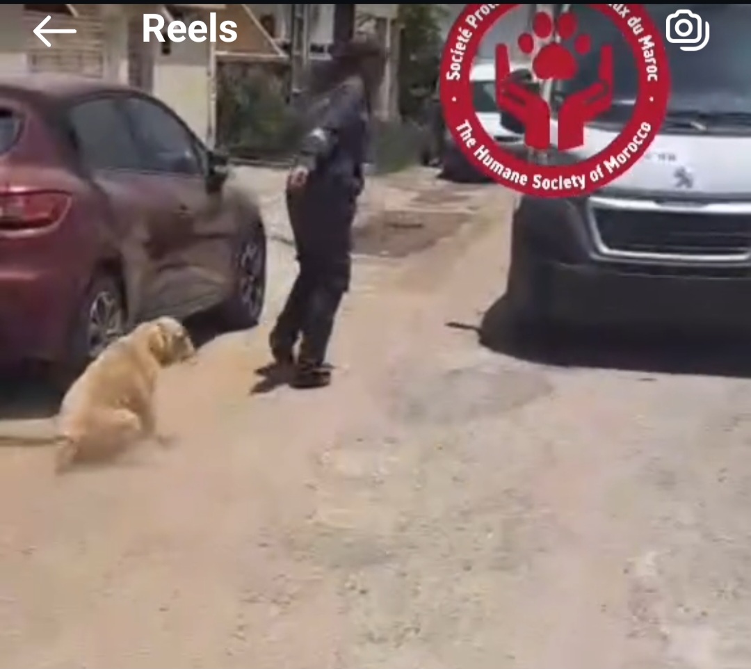 الكلاب الضالة في المغرب: مواطن يتعرض للاعتداء ويُحاكم لتصويره إساءة