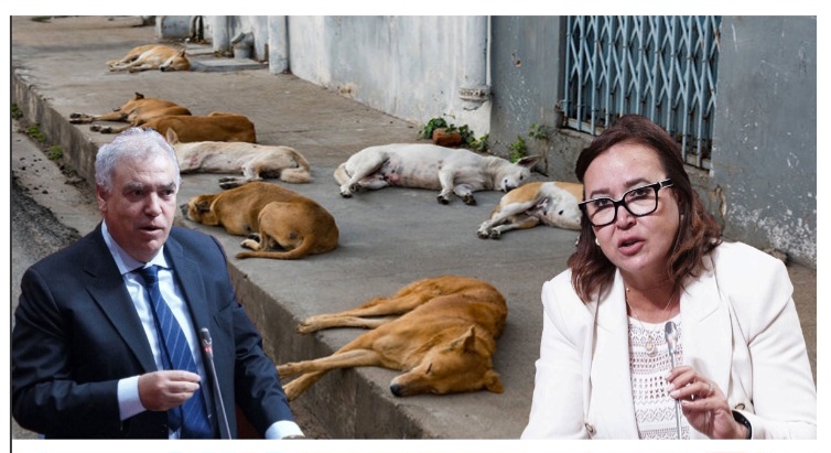 Chiens et chats errants abattus: ke minister de linterieure Laftit sommé de s’expliquer au Parlemen