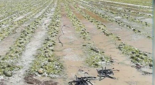 الاضطرابات الجوية تتلف محاصيل بطاطس بإقليمي العرائش وسيدي بنور