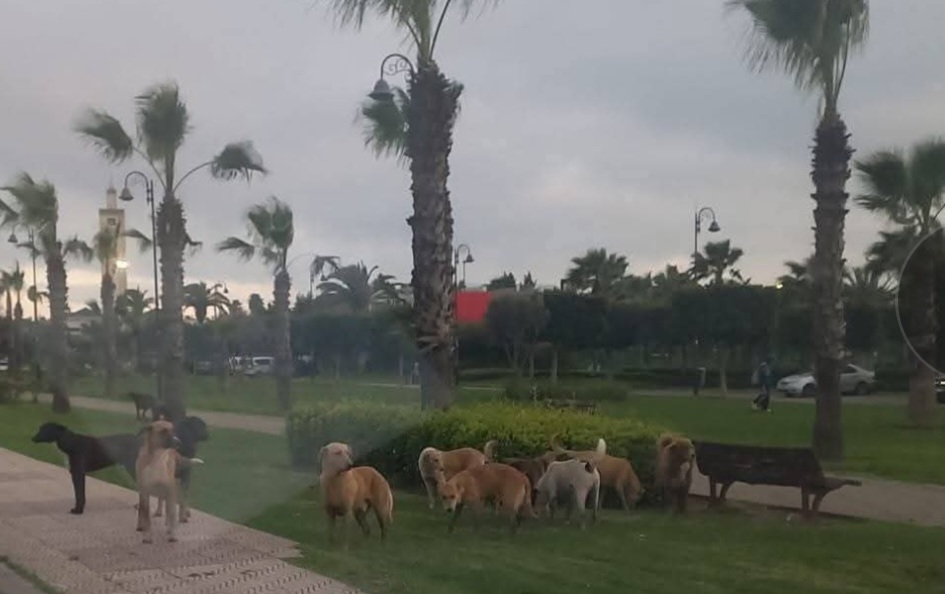 غزو الكلاب الضالة لمدينة برشيد يزعج الساكنة ويشوه المدينة