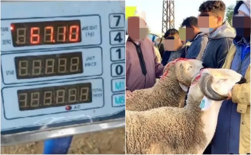 اياما قليلة قبل عيد الاضحى . مطالب رقمية بقطع الطريق على الشناقة في  بهذا الحل الناجع .