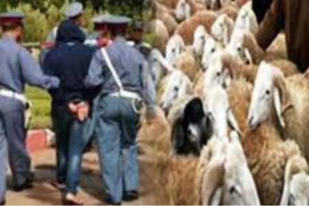 الدرك الملكي بالجديدة يفك لغز سرقة أربعة رؤوس من الأغنام ويوقف المشتبه فيهما في وقت وجيز