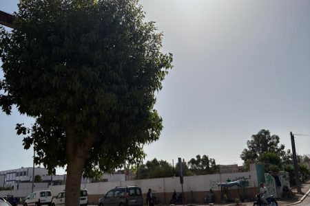 شجرة تحجب الرؤية بشارع مولاي سليمان بآسفي.. ومطالب بتدخل عاجل لتقليم الأشجار