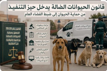 قانون حماية الحيوانات الضالة ورعايتها والوقاية من أخطارها يدخل حيز التنفيذ بالمغرب