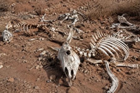 العثور على هياكل عظمية لحمير بضواحي مراكش يثير مخاوف وتساؤلات